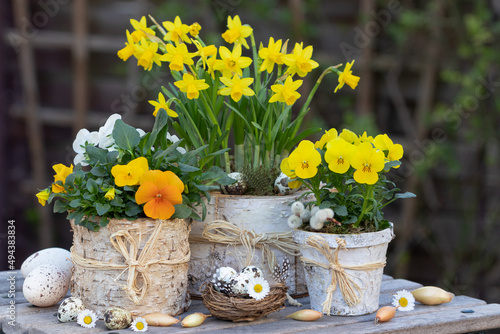 gelbe Hornveilchen und Narzisse in Birkenrinden-Blumentöpfen als rustikale Frühlingsdekoration photo