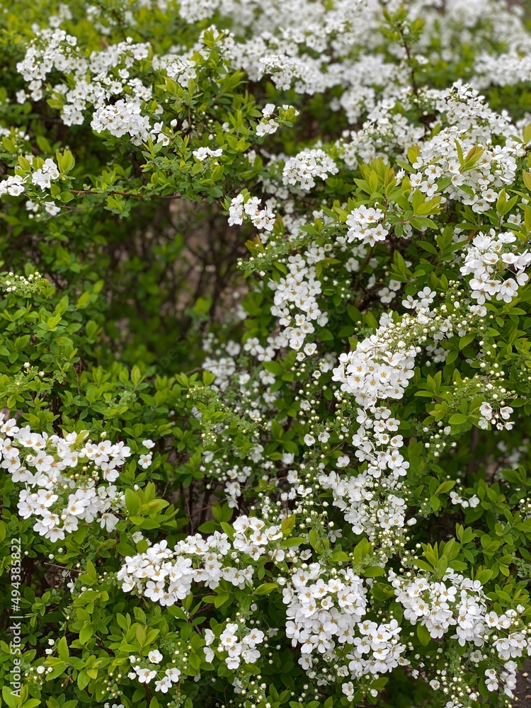 Fototapeta premium blooming tree