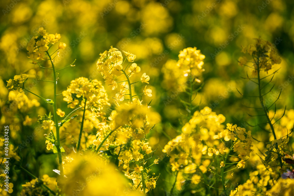 Fototapeta premium Rape blossoms shining in the sun. 