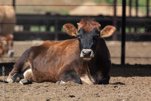 A cow laying down in its pen