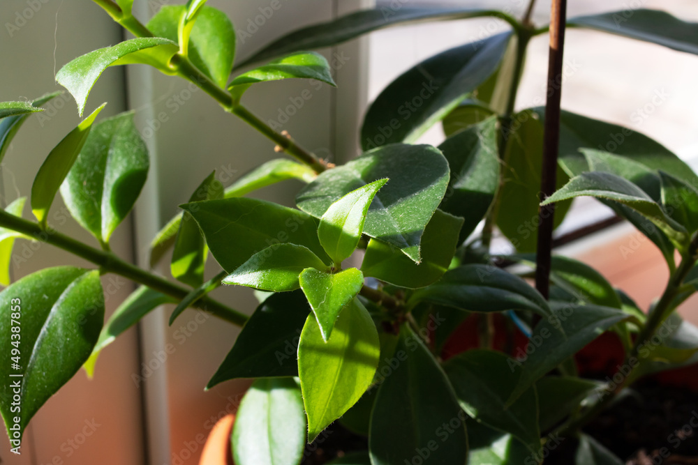 Obraz premium Leaves of a house plant in sunlight