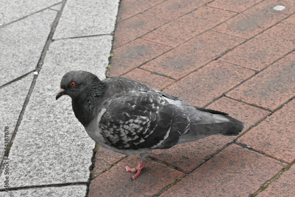 Obraz premium 道路を散歩するハト