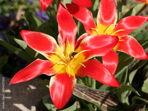 Tulipa kaufmanniana   Tulipe de kaufmann  fashion  ou tulipe n  nuphar    p  tales   toil  es  lav   de rouge    coeur jaune  feuillage vert  marbr   de pourpre-magenta