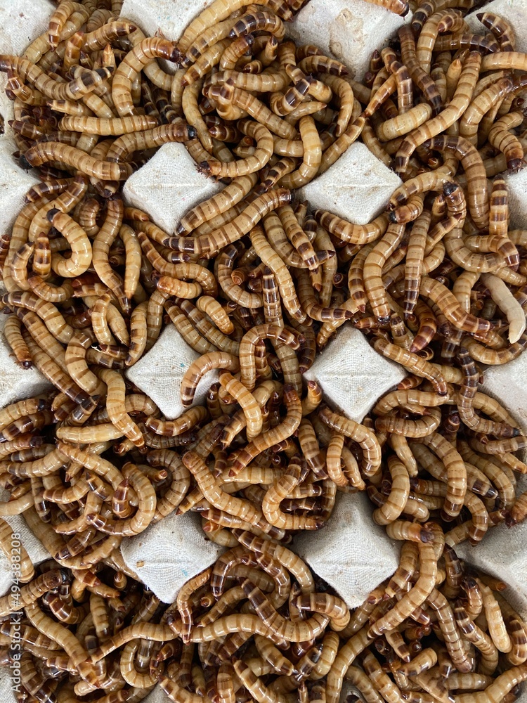 Fototapeta premium Closeup bird worm, Food for animals, insect