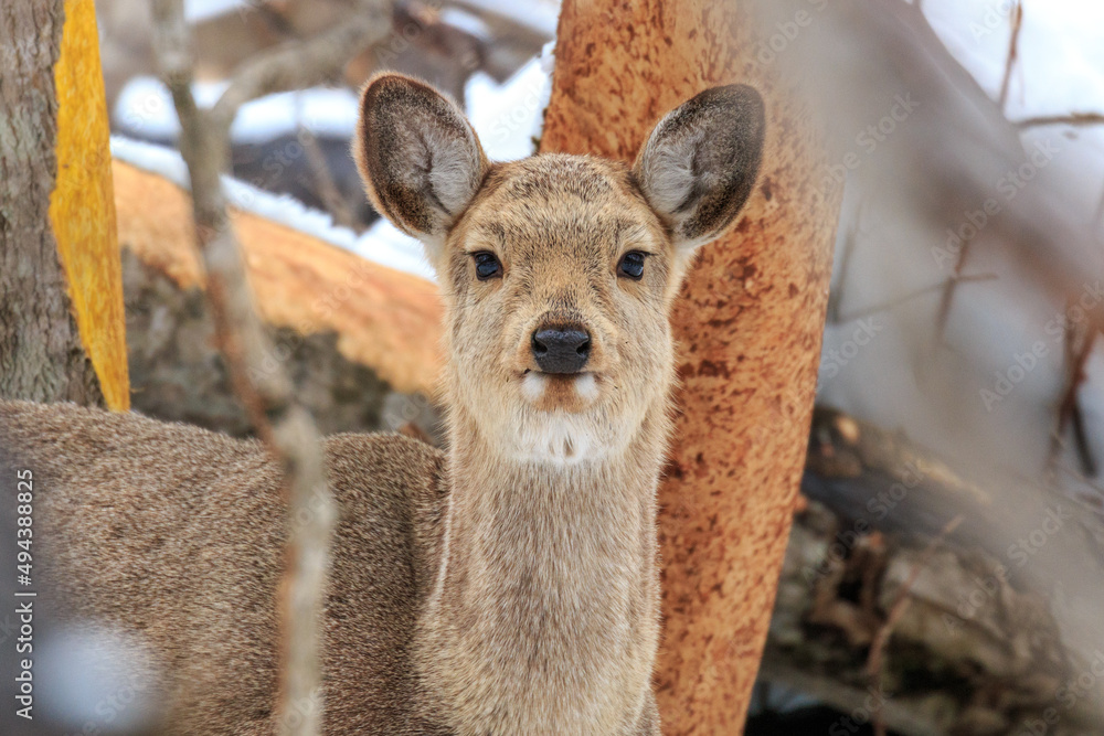Obraz premium 北海道千歳市、あどけない顔のエゾシカ【3月】