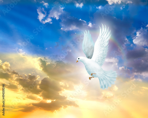 White Winged dove flying on blue and yellow sky in beautiful light for freedom and peace concept. © MERCURY studio