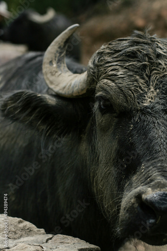 Búfalo en plano frontal
