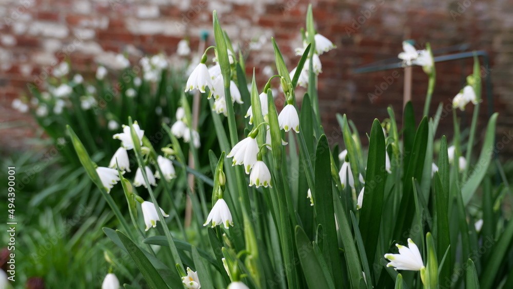 Fototapeta premium White galanthus or snowdrop against soft blurred brick wall background
