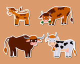 a set of stickers of cute cartoon cows and a half. vector isolated on a white background.