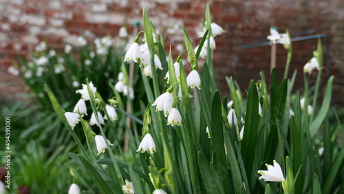 White galanthus or snowdrop against soft blurred brick wall background © Jane Tansi