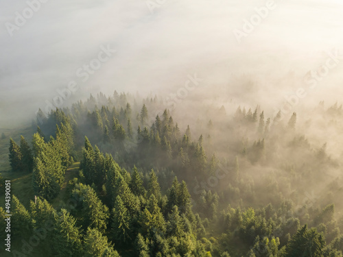 Fog envelops the mountain forest. The rays of the rising sun break through the fog. Aerial drone view.