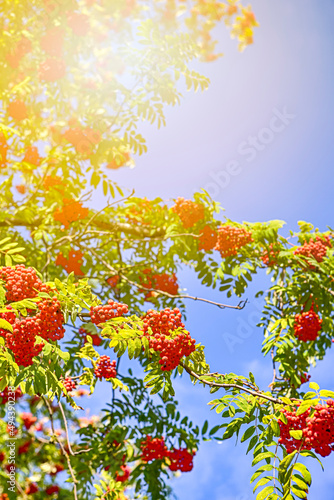 Closeup Image of Ashberry Berries Fruit Clusters Hanged on Trees Against Blue Sunny Sky