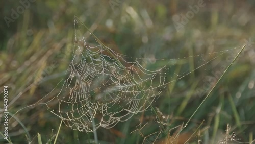 Spider web in the morning atmosphere