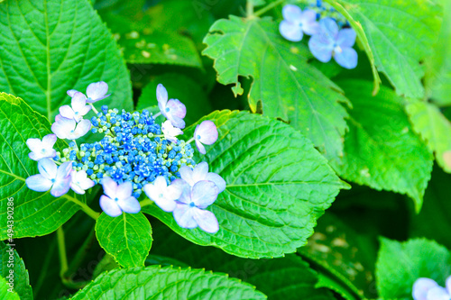 大自然に咲く紫陽花の花「陽射しを浴びている風景」
Hydrangea flowers that bloom in nature 