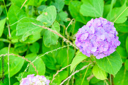 大自然に咲く紫陽花の花「陽射しを浴びている風景」
Hydrangea flowers that bloom in nature 