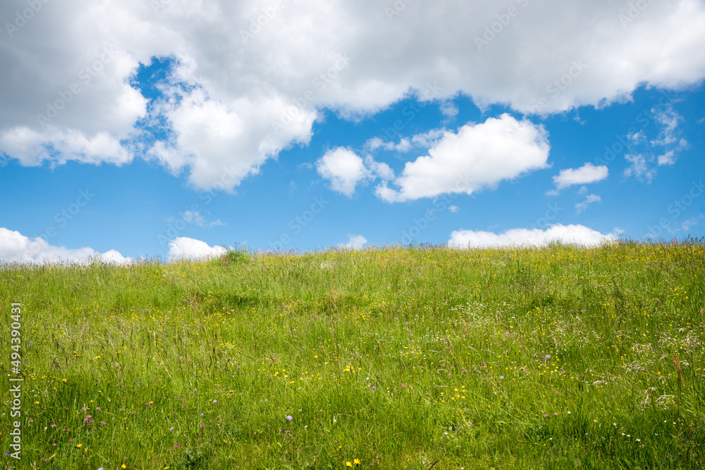 lush green meadow with flowers, blue sky and grey clouds with copy space