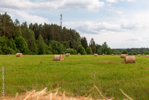 Bales of harvested hay on a green meadow with a forest in the background