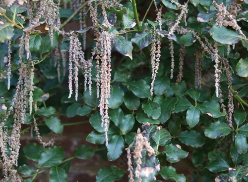 Architectural plant garrya elliptica bush with catkins dangling from twigs photo