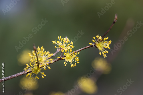 yellow flowers on a branch in spring