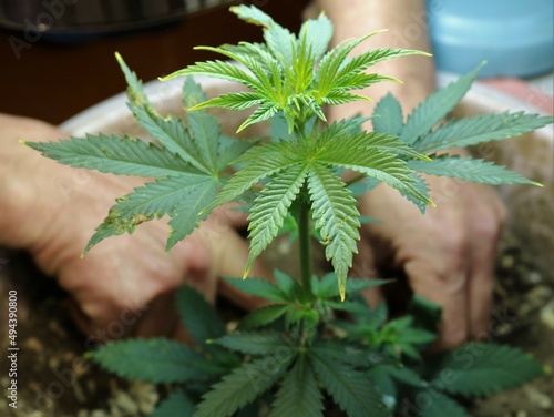 fragment of a marijuana bush in a container with male hands loosening the soil on a blurred background, caring for indoor cannabis with yellow leaf tips due to lack of watering