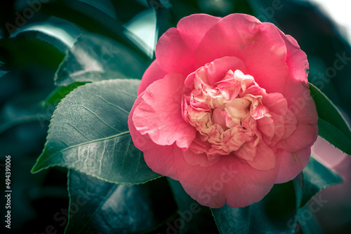 Wall Mural Closeup of a flower called camelia