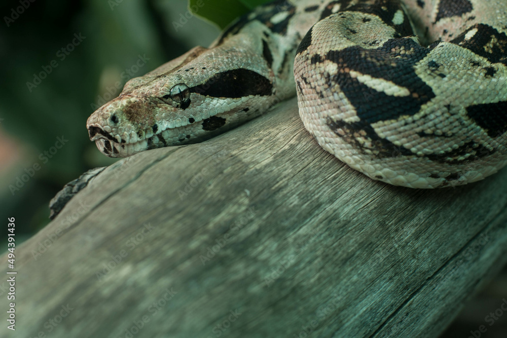Boa constrictor posada en rama Boa constrictor posada en rama
