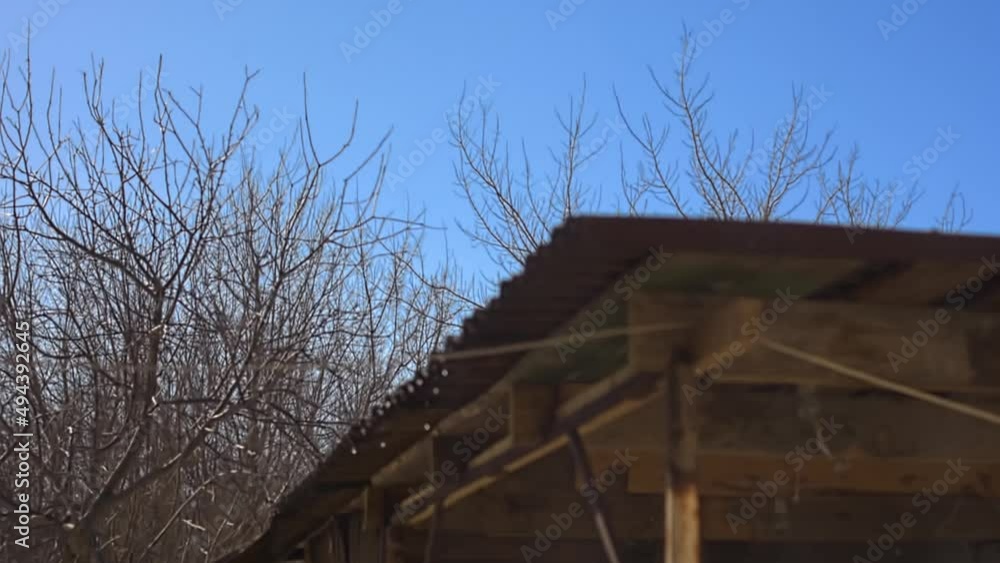 the snow is melting and drops are dripping from the roofs the snow is melting and drops are dripping from the roofs