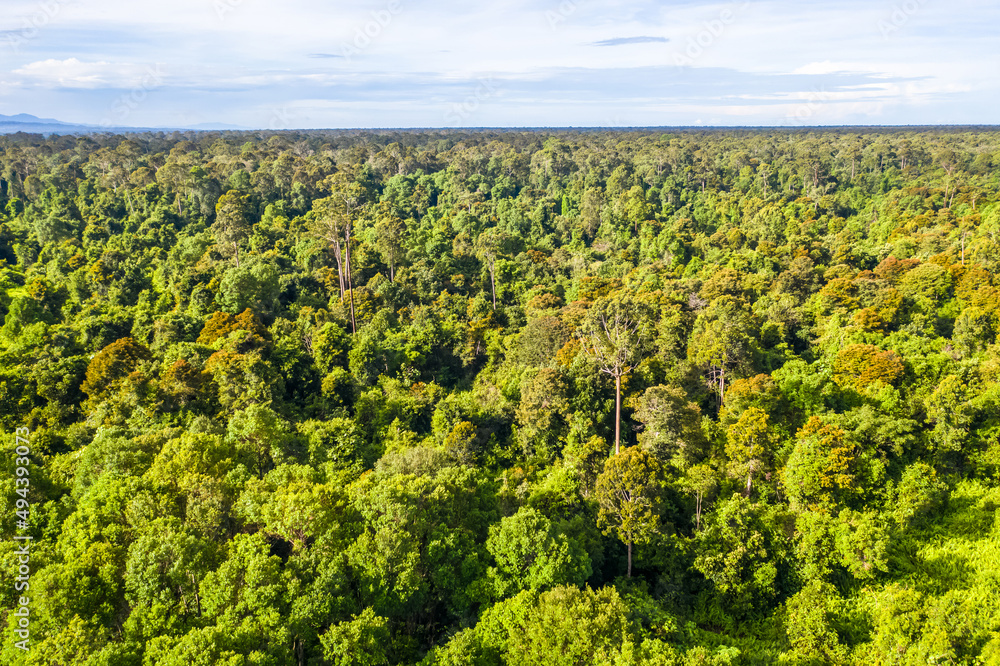 Aerial view of the Borneo rainforest at Klias Forest Reserve, Beaufort Sabah.
