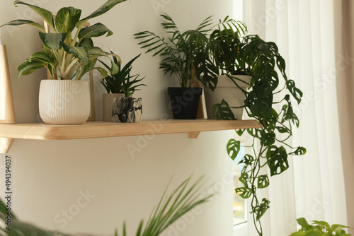 Fototapeta Naklejka Na Ścianę i Meble -  Beautiful green houseplants on wooden shelf indoors. Interior design