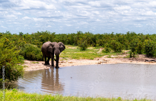 A lone elephant at a waterhole, Botswana