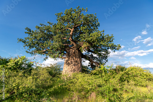 Tall, large African baobab tree in the savannah, Gweta, Botswana photo