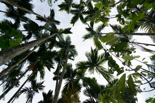 palm trees in the wind