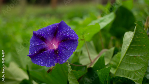 purple iris flower