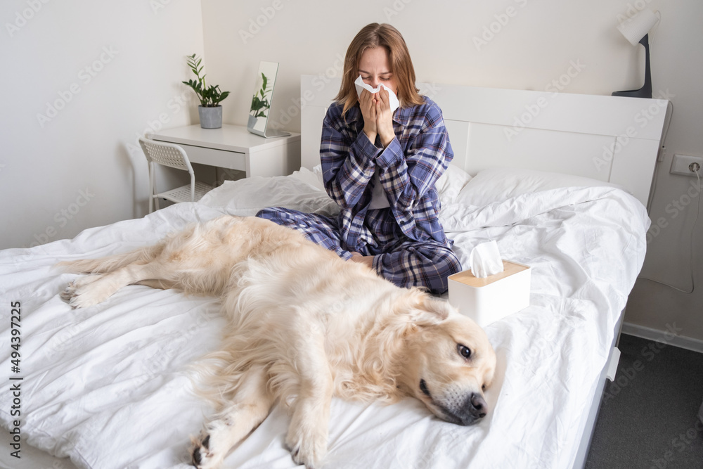 A young woman sits next to her dog on the bed and sneezes. The concept of allergies to pets. A young woman sits next to her dog on the bed and sneezes. The concept of allergies to pets.