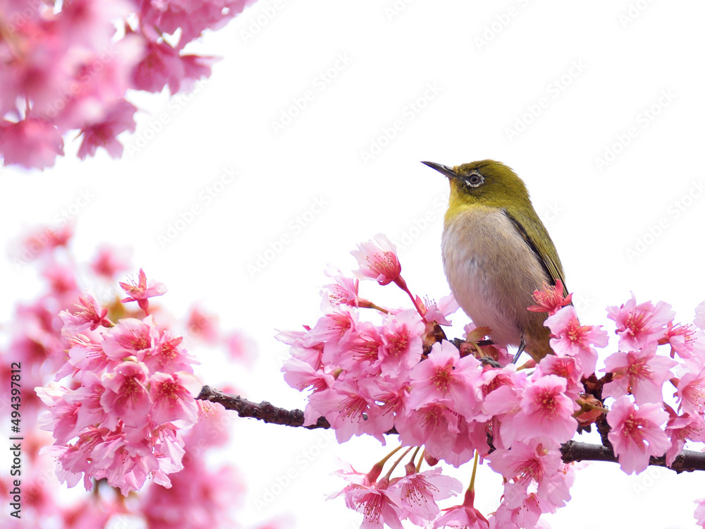 A white eye looking into the distance on kawazu cherry blossoms