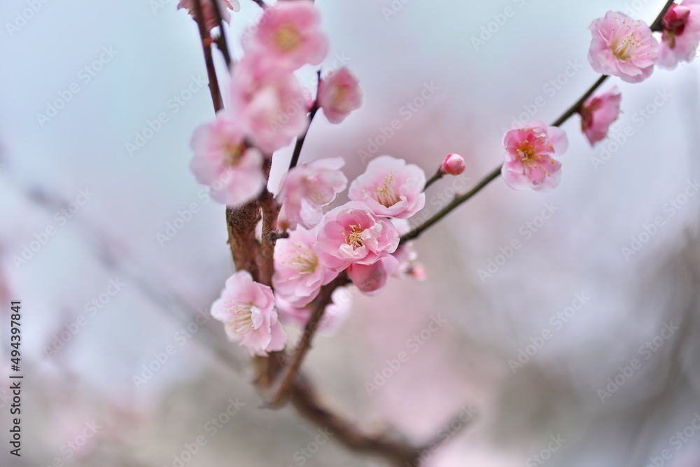 梅 梅