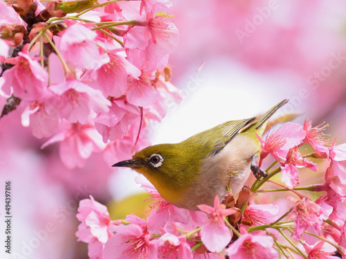 A white eye looks like its going to fly from kawazu cherry blossoms