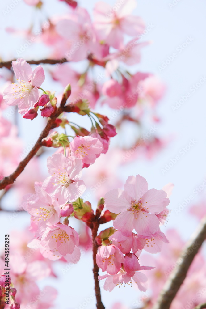 ピンク色の陽光桜 ピンク色の陽光桜