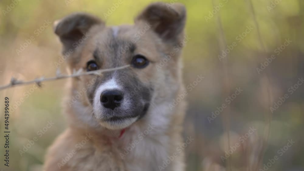  Homeless dog in outdoor.  Pretty dog in nature.   Dog with clever ices looking around while standing outdoors in a park. Animals and pet concept.  Stray dog in the park.