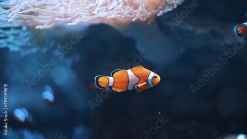 Underwater life concept. Beautiful clownfish in orange and white stripes swimming. High quality photo