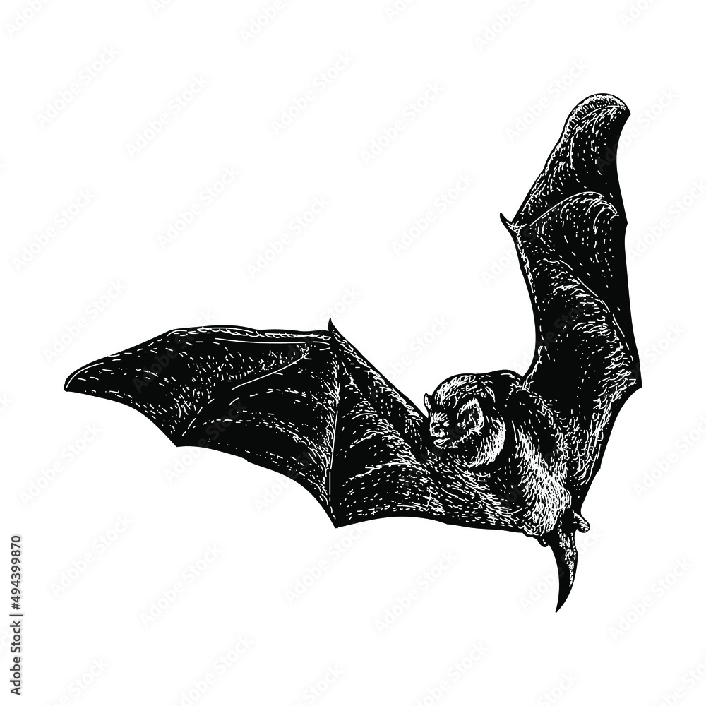 bat hand drawing vector illustration isolated on white background Stock