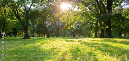 sunshine forest