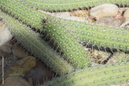 Trichocereus strigosus creeping stem cactus  photo