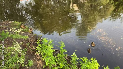 Ducks looking for food on a lake in Kyiv region, Ukraine
