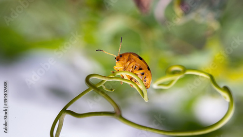 Chongqing mountain ecological insect ladybug photo