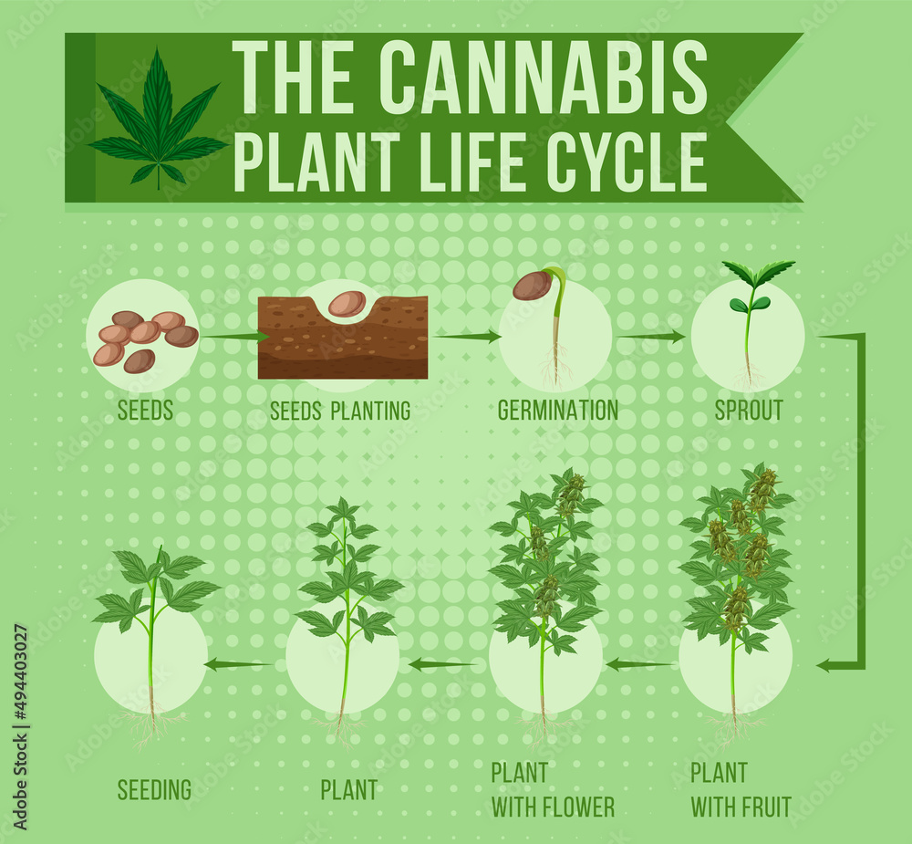 The cannabis plant life cycle