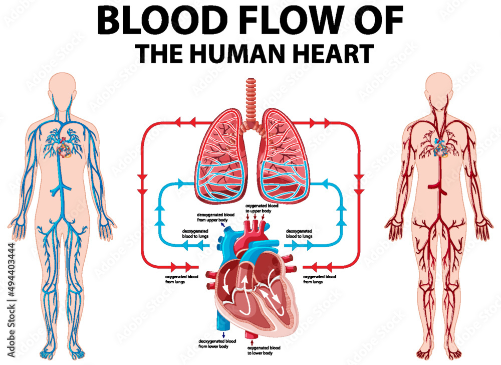 Diagram showing blood flow of human heart Stock Vector | Adobe Stock