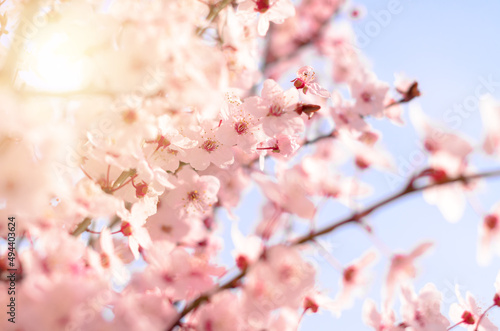 pink cherry blossom abstract background 