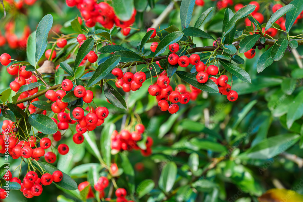 Firethorn berries. Pyracantha coccinea scarlet firethorn ornamental shrub, rosaceae evergreen shrub.