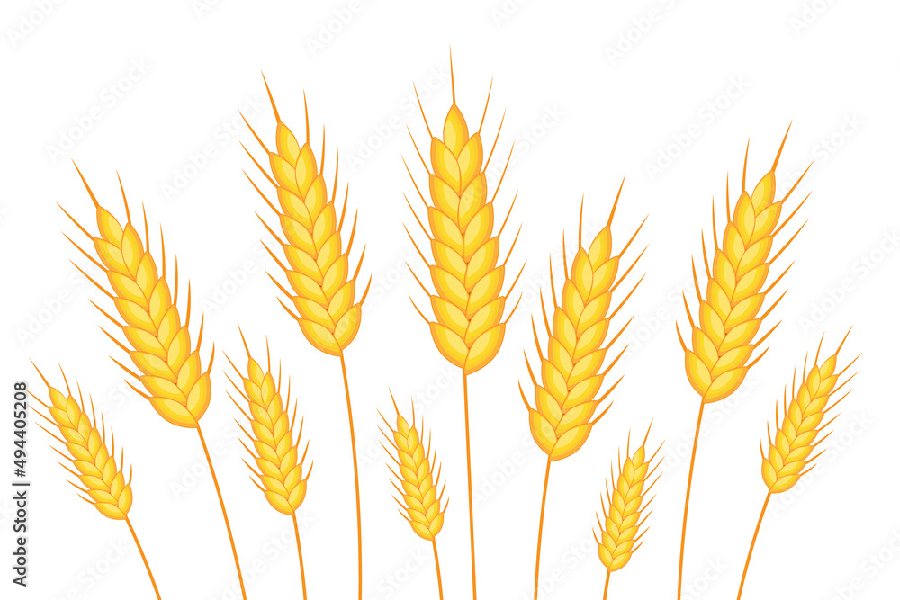 Wheat banner. Happy Shavuot. Template for your design. Vector illustration